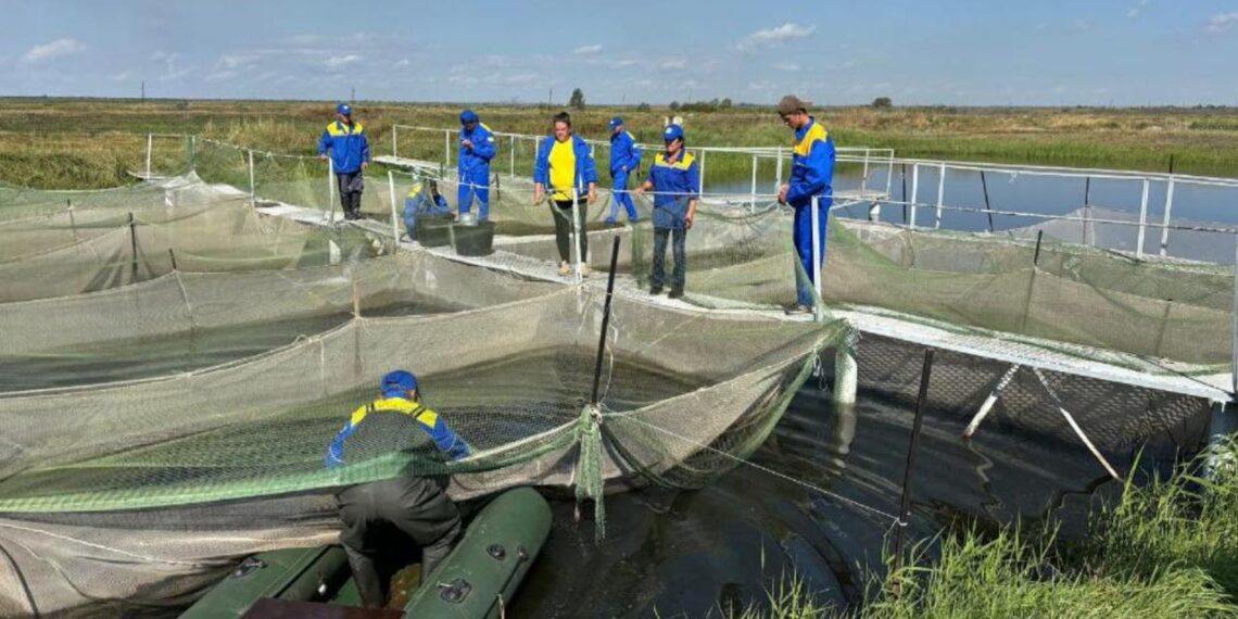 В Карагандинской области проводят зарыбление резервных участков рек