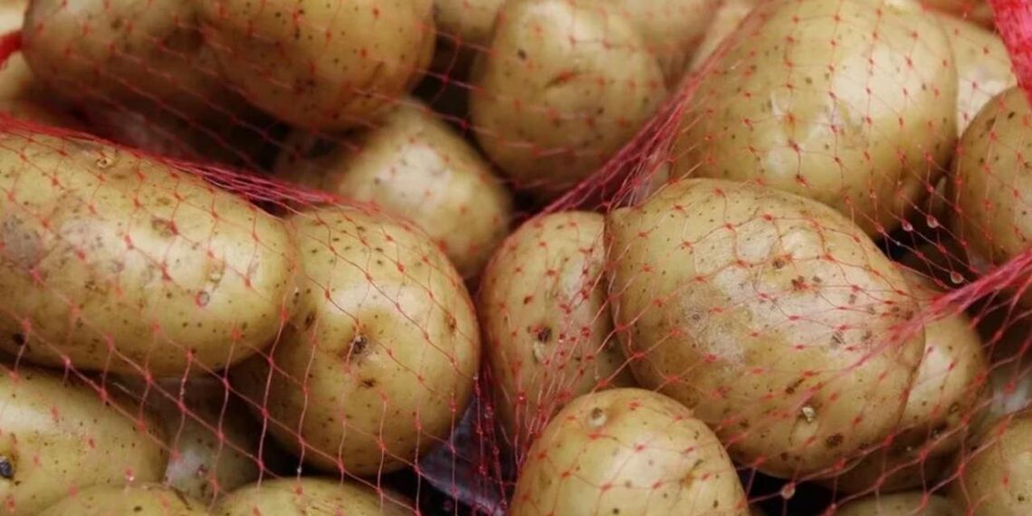 В Казахстане пресечена попытка ввоза свыше 170 тонн картофеля без сертификатов