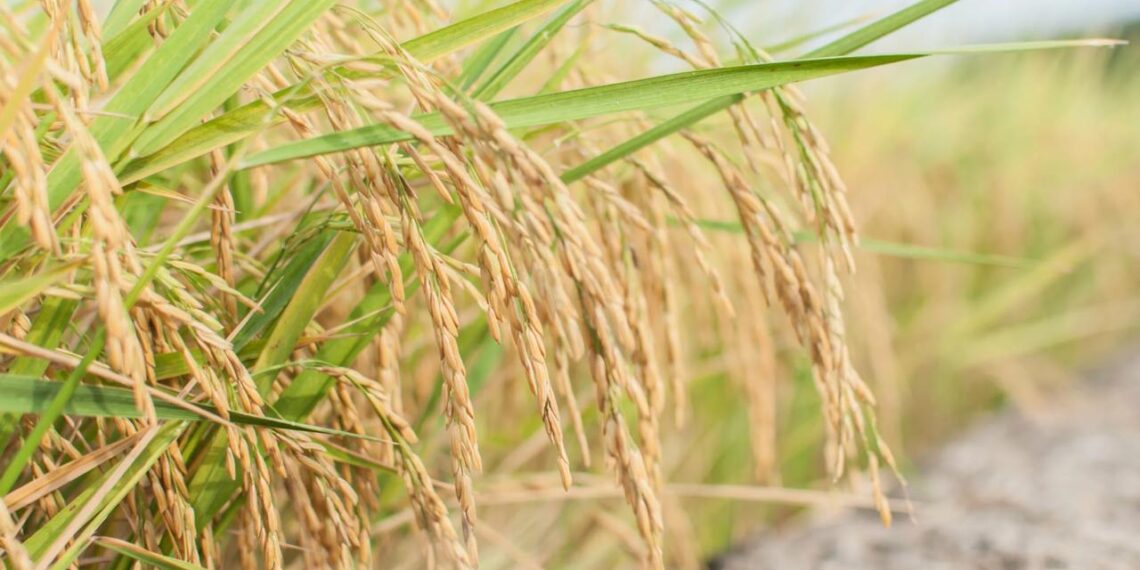 В Алматинской области впервые за 5-6 лет выросла урожайность риса