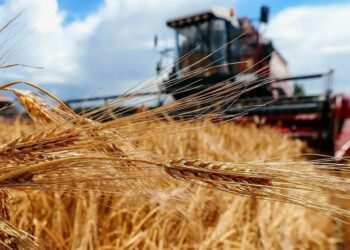 Ситуация с уборочной компанией: аграрии столкнулись со сложностями и неопределенностью