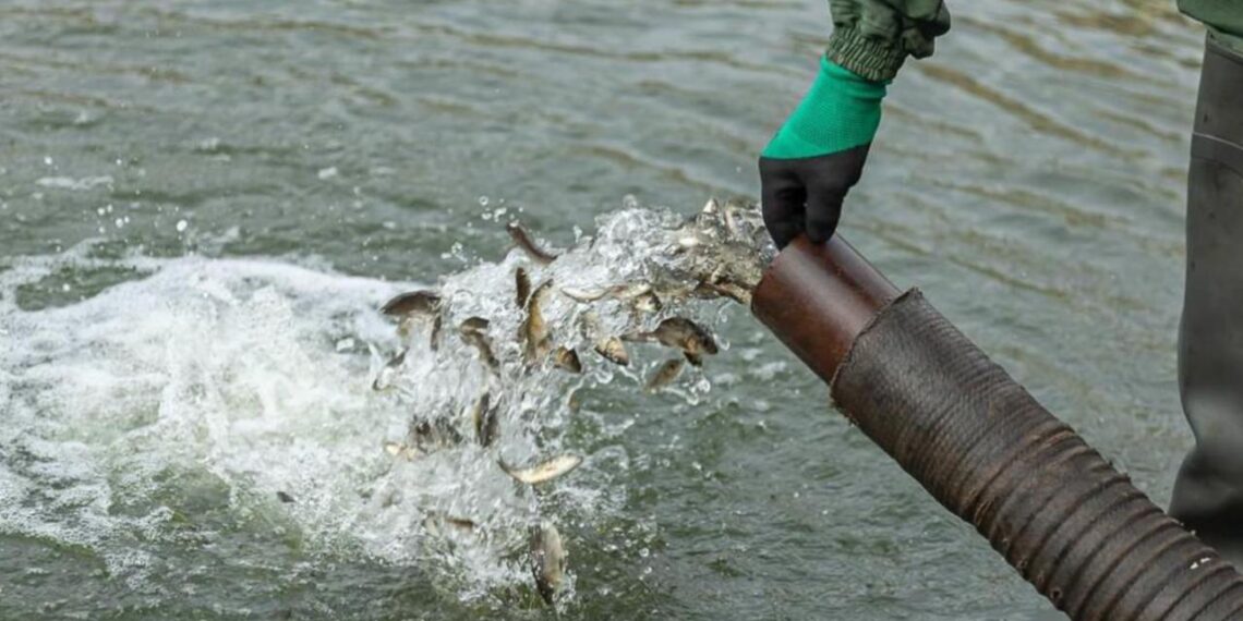 В реку Есиль выпущено 250 тысяч сеголеток карпа