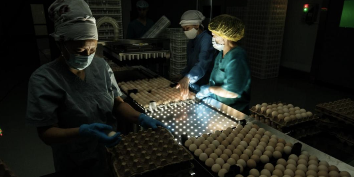 В Жамбылской области начал работу инкубатор на 30 млн яиц в год