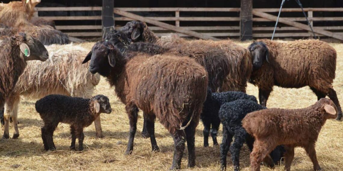 В Костанайской области запустят животноводческий комплекс на 7000 овец едильбаевской породы