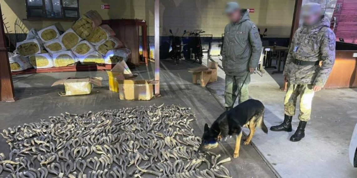 Погранслужба КНБ пресекла незаконный провоз дериватов диких животных