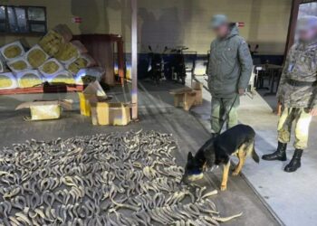 Погранслужба КНБ пресекла незаконный провоз дериватов диких животных