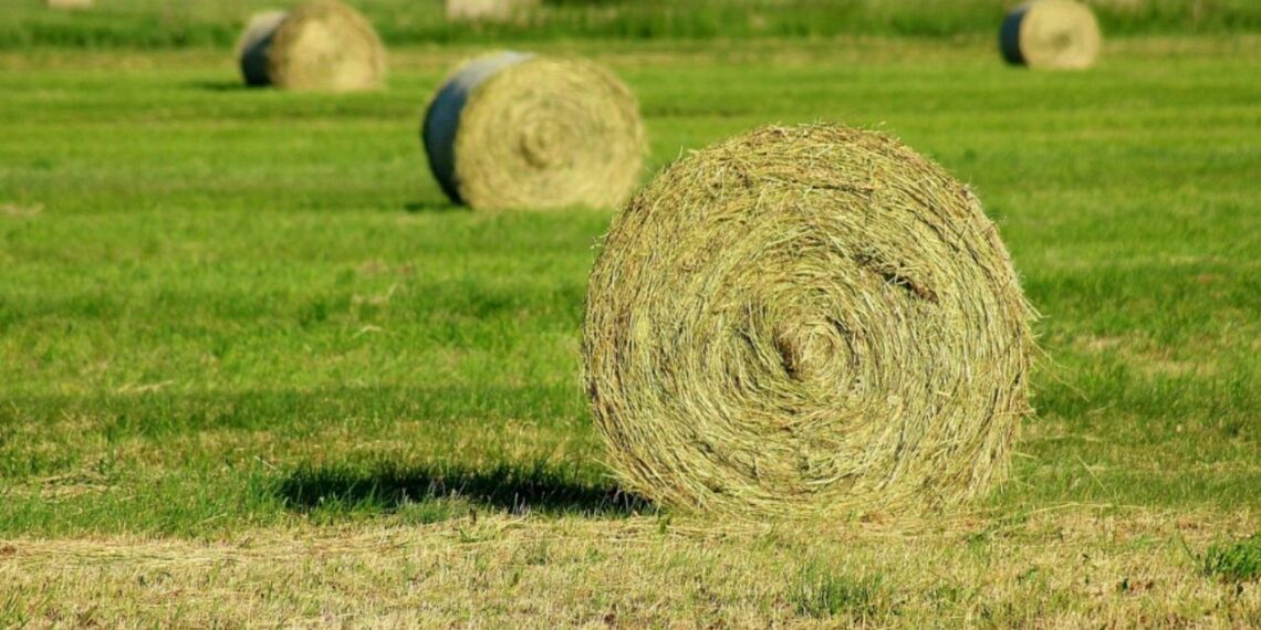 Свыше 41 миллиона тонн кормов заготовлено в Казахстане