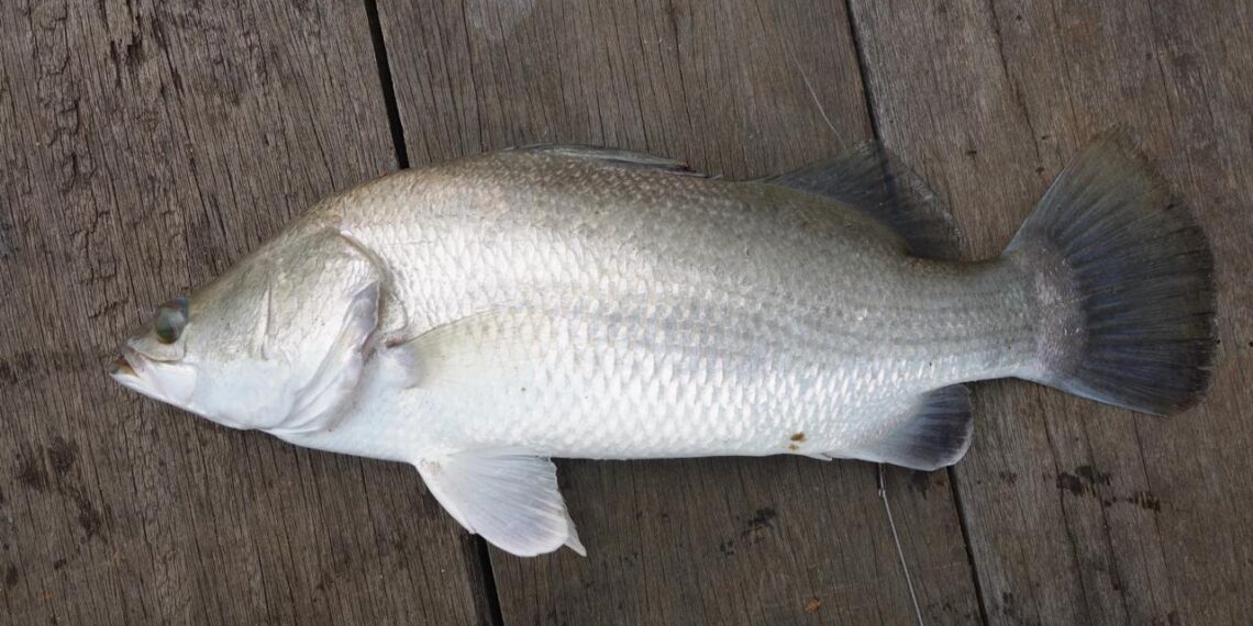 В Алматинской области реализован первый этап проекта индустриального выращивания рыбы