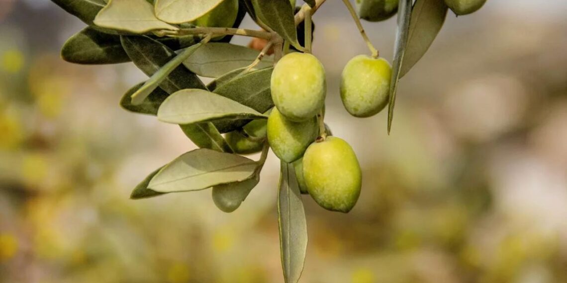 В РК планируют запустить завод по переработке оливок и производству оливкового масла