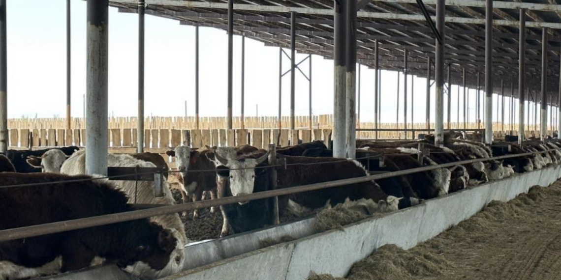 В ЗКО запущена откормочная площадка мощностью 15 тысяч голов КРС