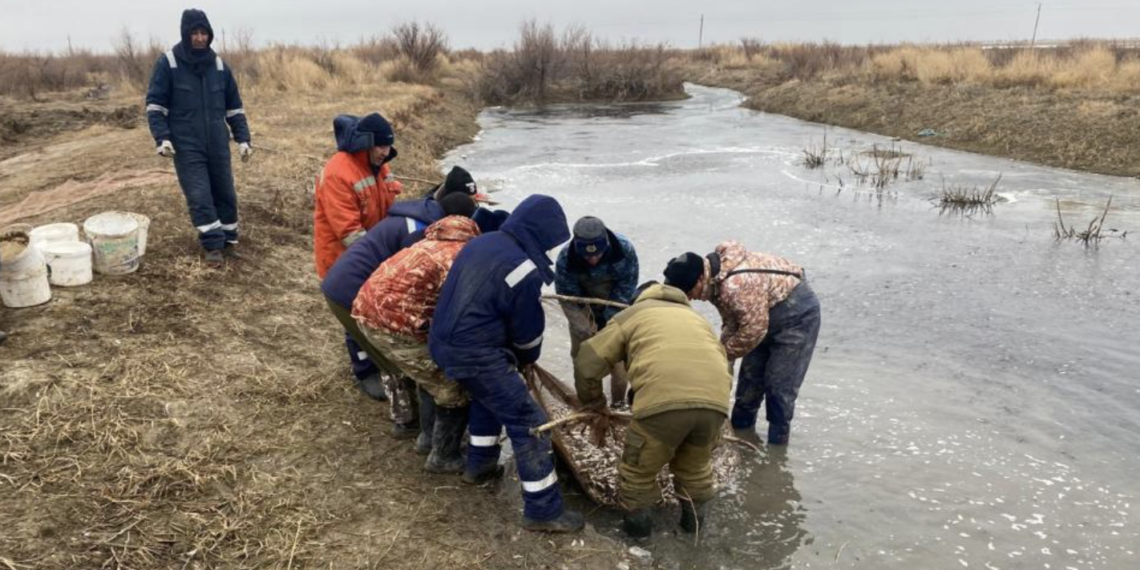 В Жайык-Каспийском бассейне предотвращена гибель мальков рыб