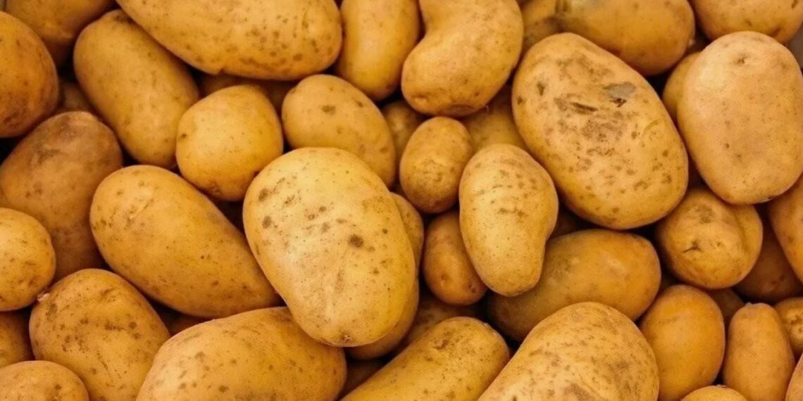 В Казахстане введен запрет на вывоз картофеля в третьи страны