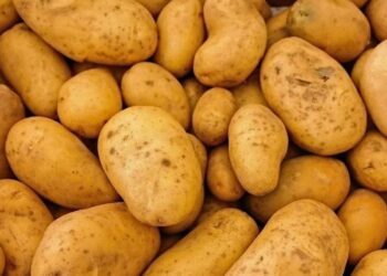 В Казахстане введен запрет на вывоз картофеля в третьи страны