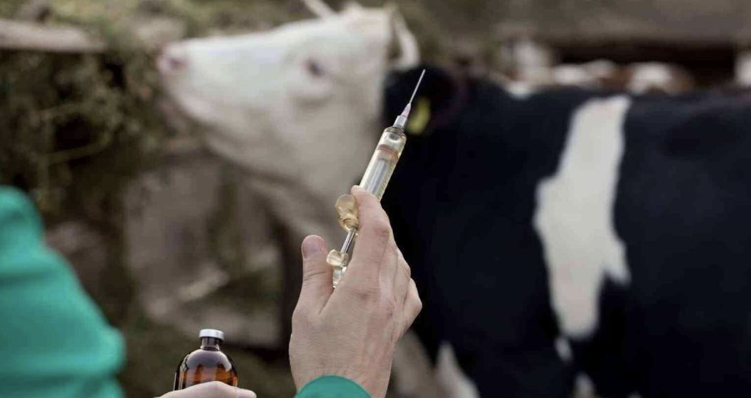 В 2024 году регистрация неблагополучных пунктов по бруцеллезу снизилась на 30%