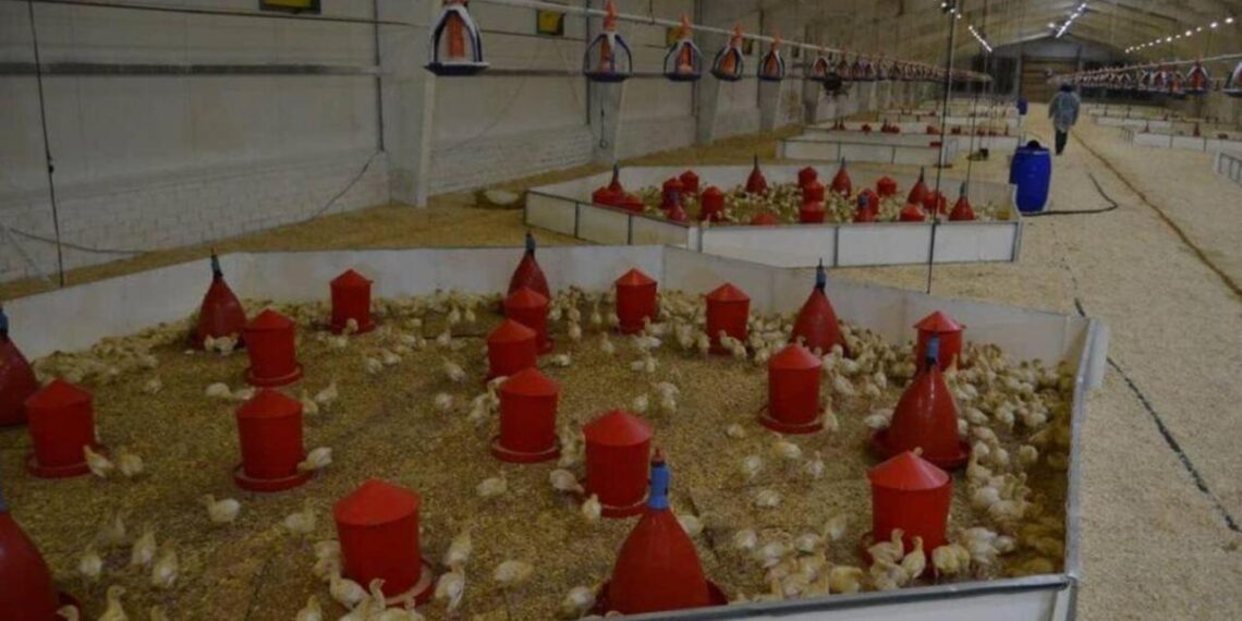 В Павлодарской области реализован проект по расширению птицефабрики мощностью 3,5 тысячи тонн