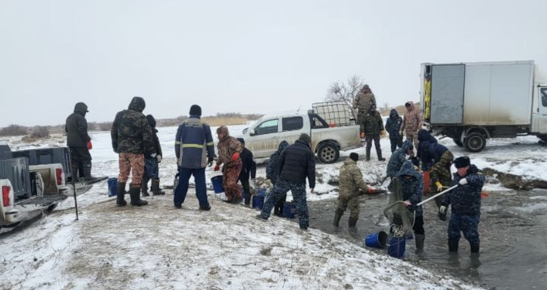 На водоканале Баксай в Атырауской области спасено 3,2 млн штук молоди рыб