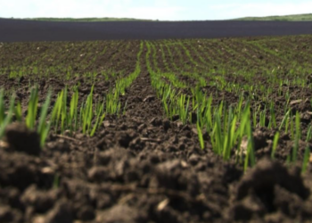 Свыше 116 млрд тенге из резерва Правительства выделено для поддержки казахстанских аграриев