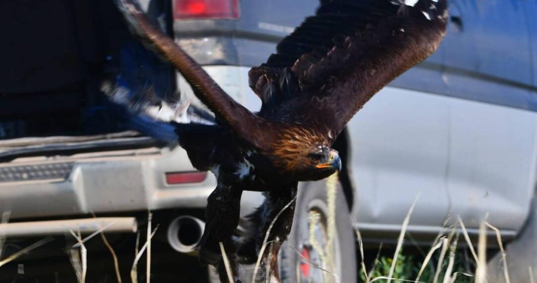 В области Жетысу на природу выпустили четыре особи беркута