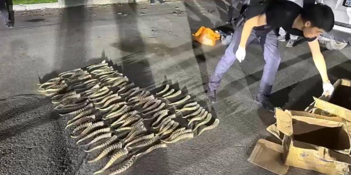 В Текели пресечен незаконный сбыт рогов сайгака