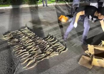 В Текели пресечен незаконный сбыт рогов сайгака