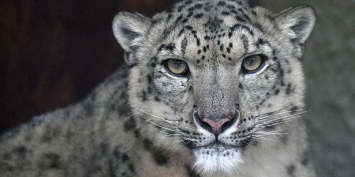 Индия поможет Казахстану в сохранении снежных барсов