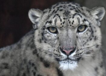 Индия поможет Казахстану в сохранении снежных барсов