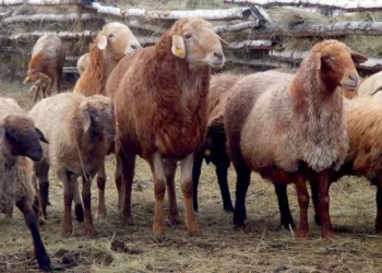 Откормочную площадку на 12 тысяч голов МРС построят в Костанайской области