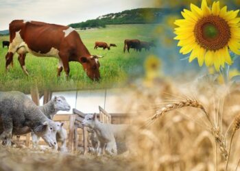 Национальная сельскохозяйственная перепись стартует в Казахстане 1 августа