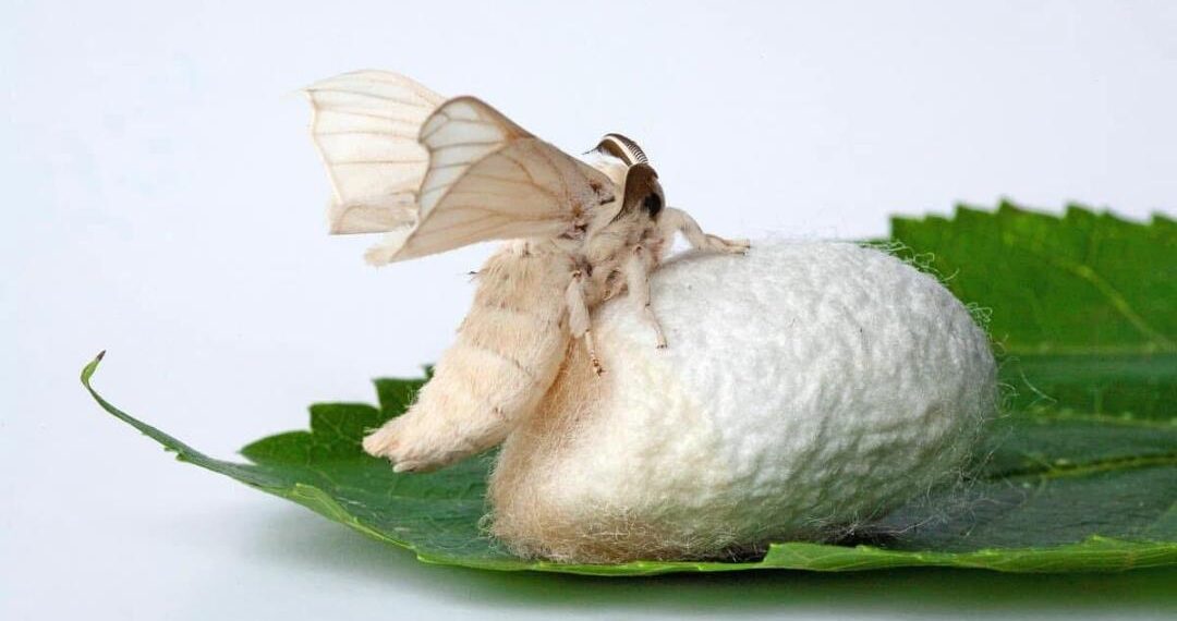 В Туркестанской области стартовал проект по выращиванию и переработке тутового шелкопряда