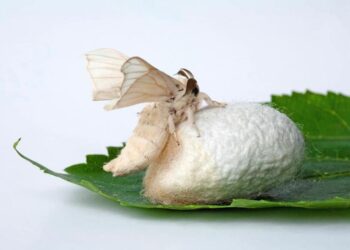 В Туркестанской области стартовал проект по выращиванию и переработке тутового шелкопряда