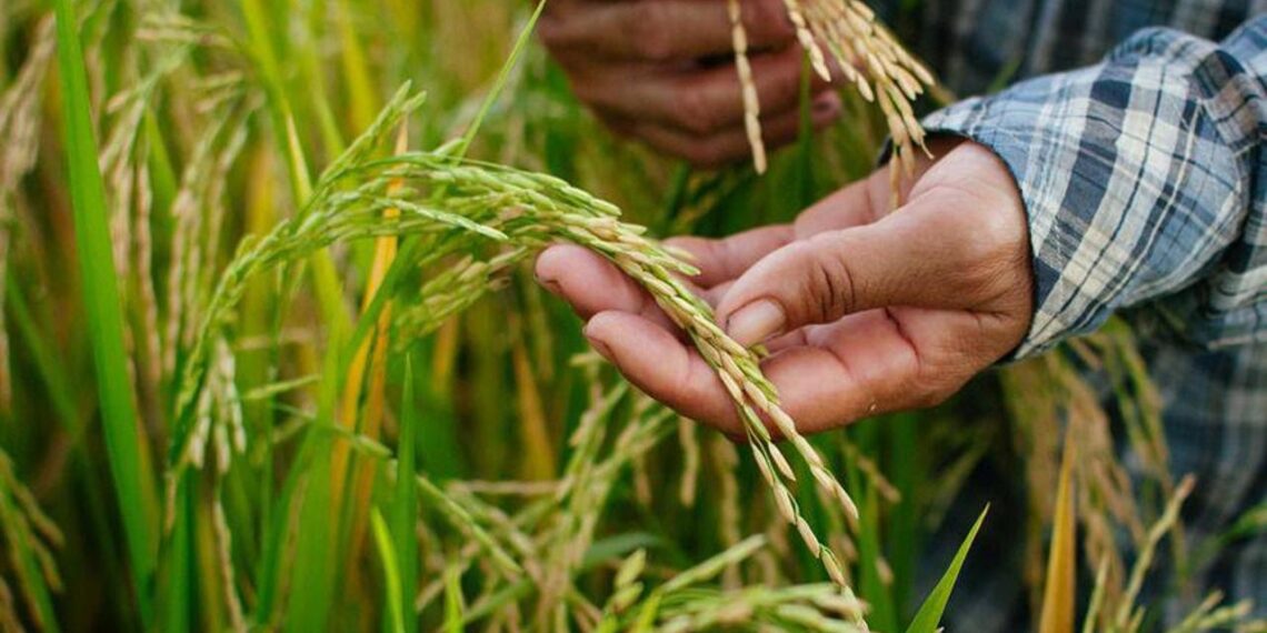 В Туркестанской области выявлено более двухсот фактов несогласованного перехода на посев более влагоемких культур