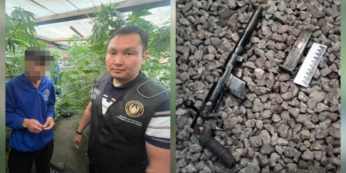 Житель одного из сел Костанайской области задержан за выращивание марихуаны