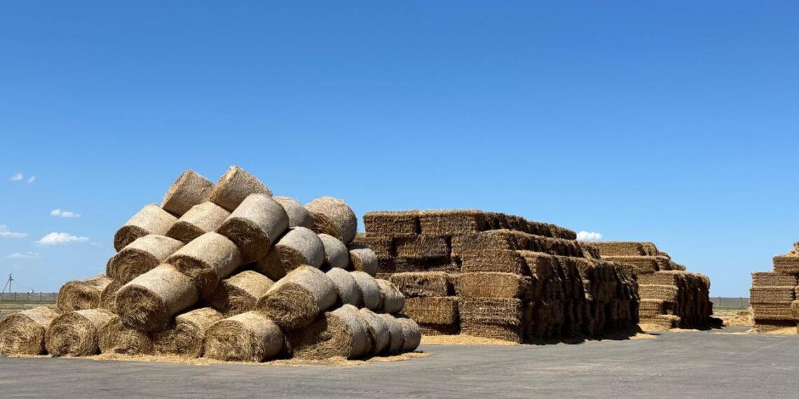 В Республике Казахстан заготовлено 13,8 миллиона тонн кормов