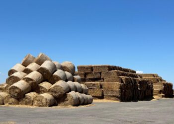 В Республике Казахстан заготовлено 13,8 миллиона тонн кормов