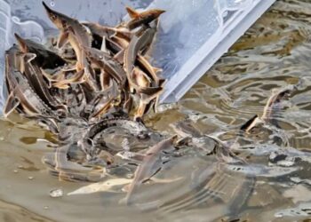 В Атырау выпустили в Урал миллион мальков осетра в День рыбака