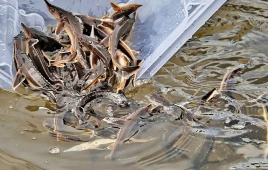 В Атырау выпустили в Урал миллион мальков осетра в День рыбака