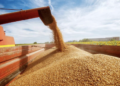 Минсельхоз РК: экспорт зерна нового урожая превысил 9,8 млн тонн