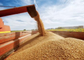 Минсельхоз РК: экспорт зерна нового урожая превысил 9,8 млн тонн
