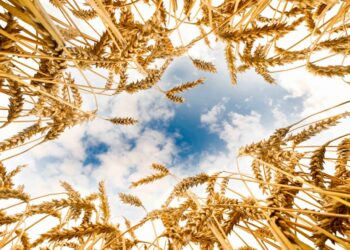 От урожая к экспорту: как визит Токаева отражает новую аграрную политику