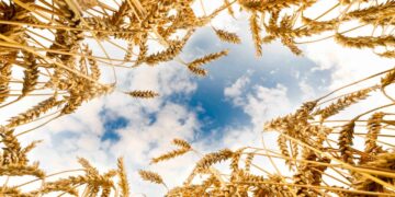 От урожая к экспорту: как визит Токаева отражает новую аграрную политику