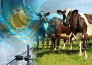 Прочная опора: как животноводство укрепляет аграрную экономику Казахстана