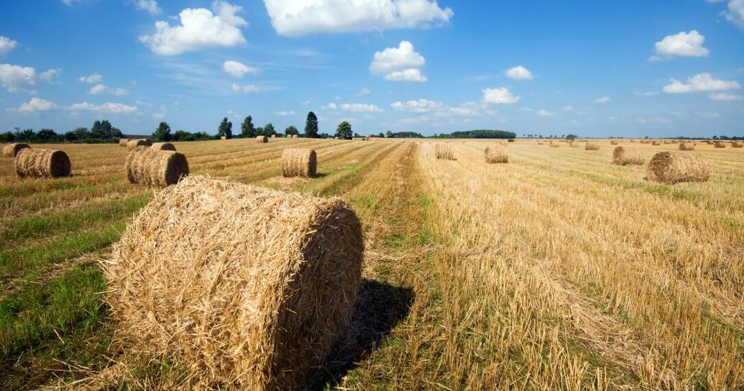 Минсельхоз: в Казахстане заготовлено 38 миллионов тонн кормов