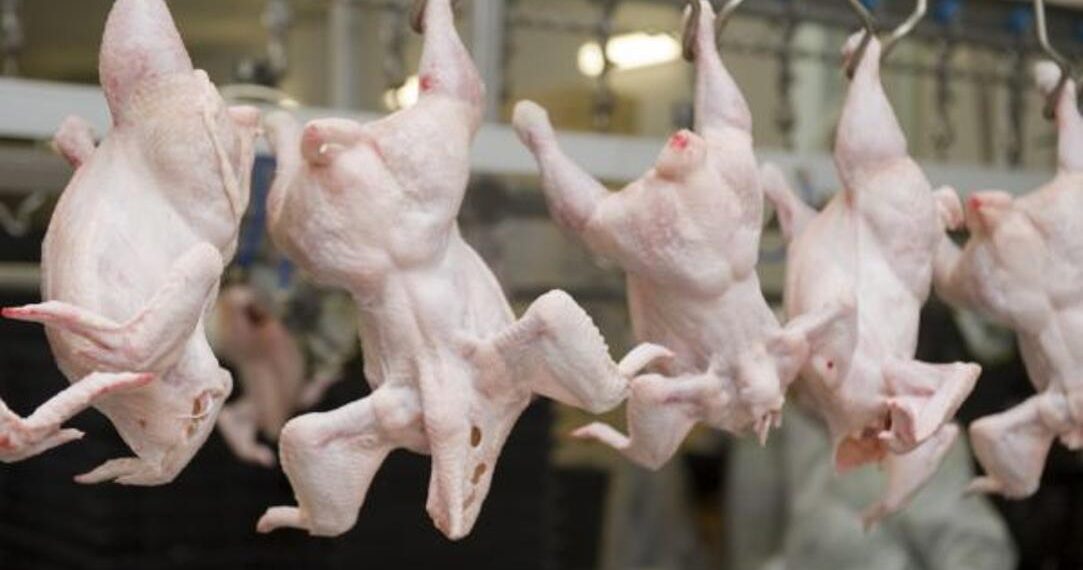 Пресечена попытка незаконного ввоза в Казахстан 20 тонн мяса птицы