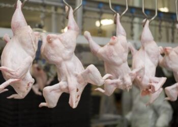 Пресечена попытка незаконного ввоза в Казахстан 20 тонн мяса птицы