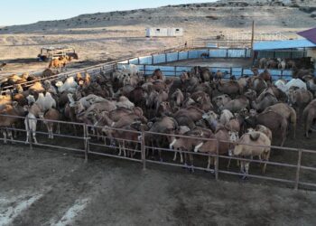 В Мангистауской области начал работу современный цех по производству верблюжьего молока