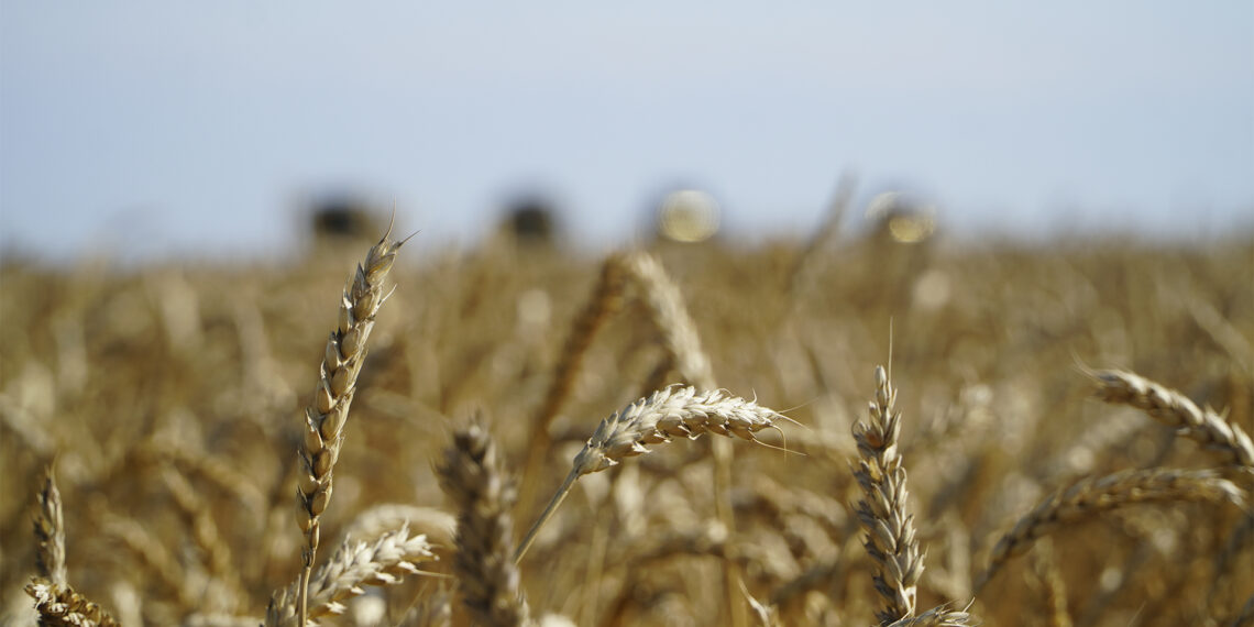 Правительство РК дополнительно выделило семь 7 млрд тенге на поддержку экспорта зерна