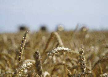 Правительство РК дополнительно выделило семь 7 млрд тенге на поддержку экспорта зерна