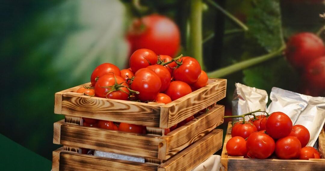 В Шымкенте стартовало строительство тепличного комплекса мощностью 36 тысяч тонн овощей в год