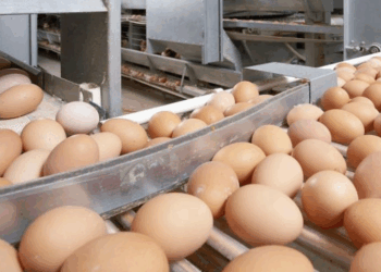 В Казахстане введен запрет на импорт куриных яиц сроком на один месяц