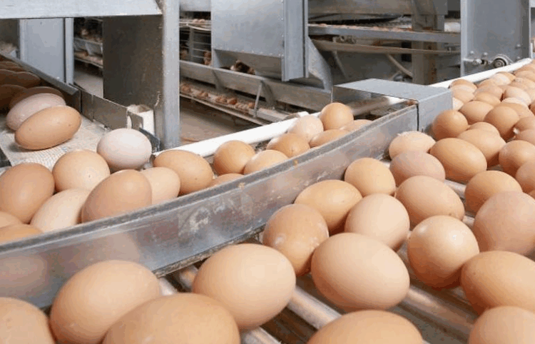 В Казахстане введен запрет на импорт куриных яиц сроком на один месяц