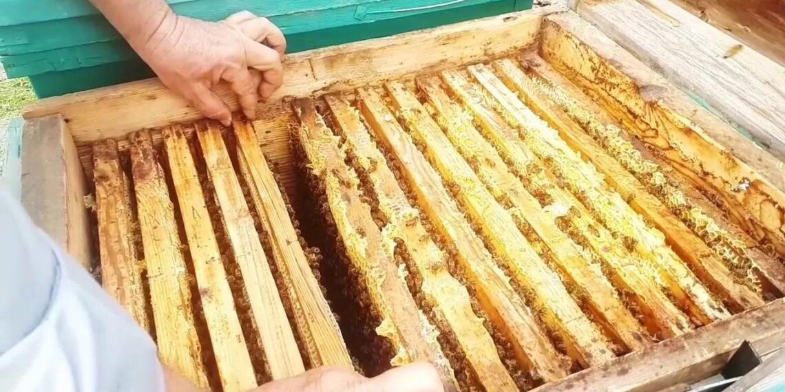 Ветеринарно-санитарные инспекторы пресекли попытку незаконного транзита меда